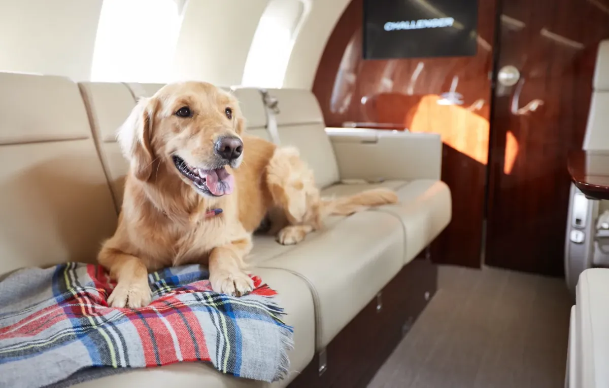 Traveling with Pets on Private Jets in Europe: Regulations and Requirements