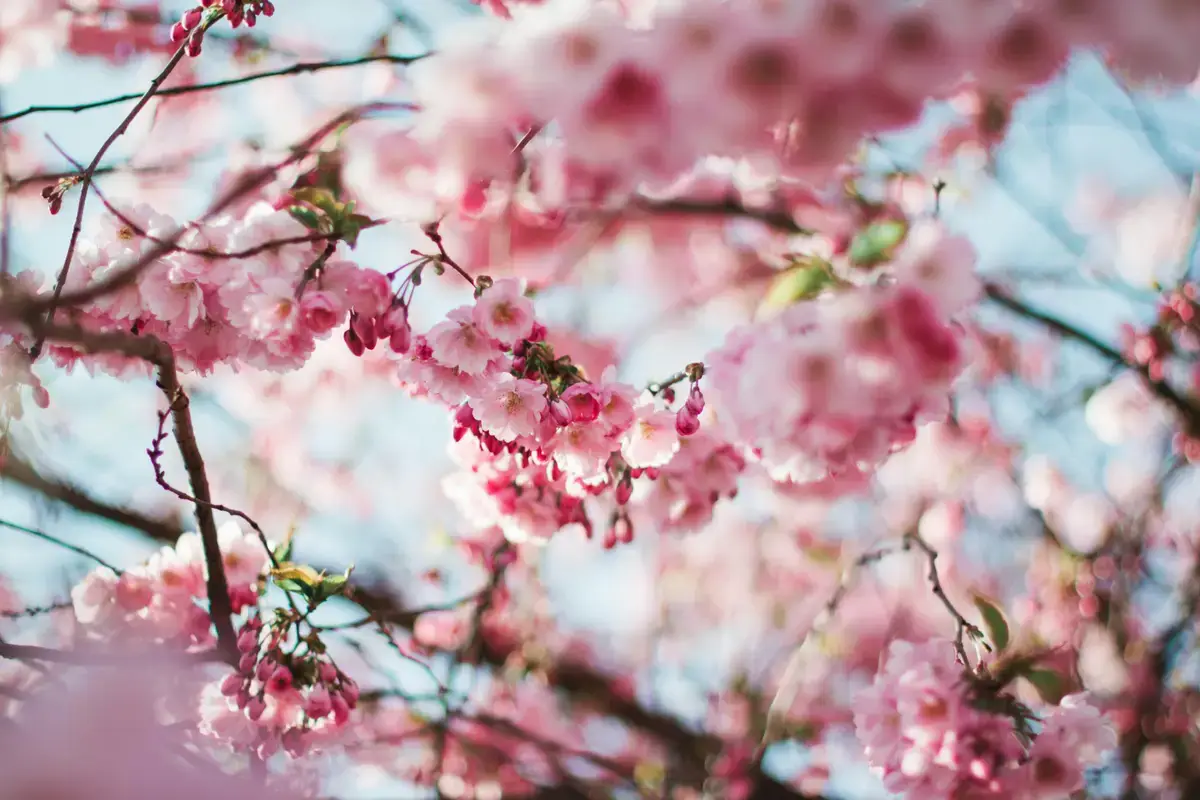 Best Places to Travel This Spring and Easter Season by Private Jet