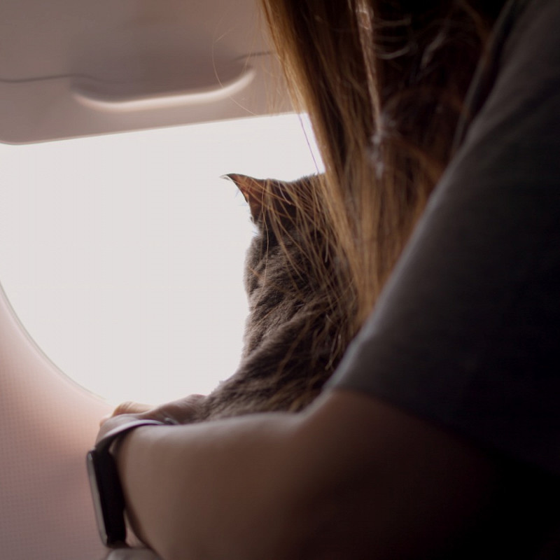 Cat travelling on a private jet
