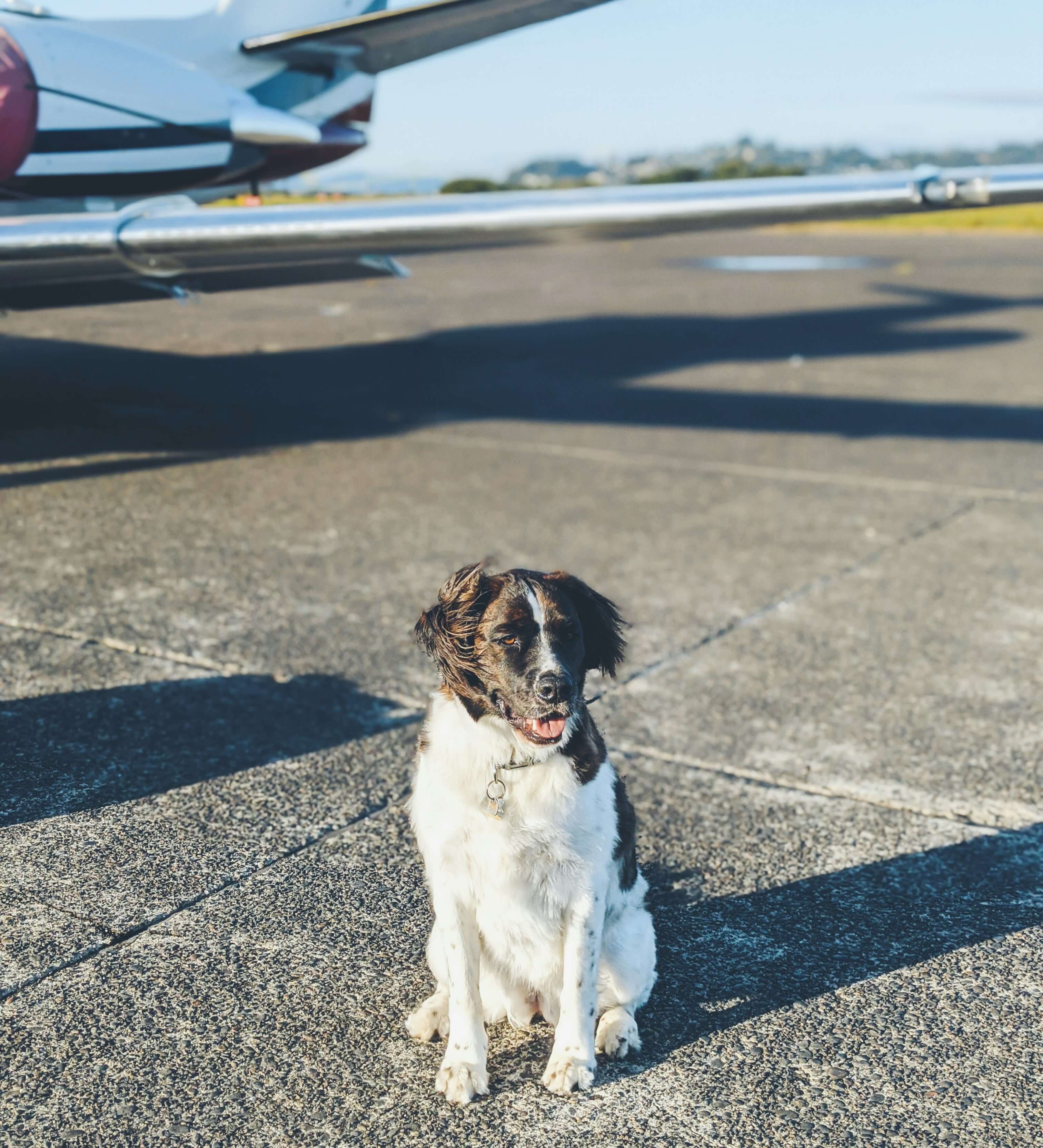 Pet on a private jet