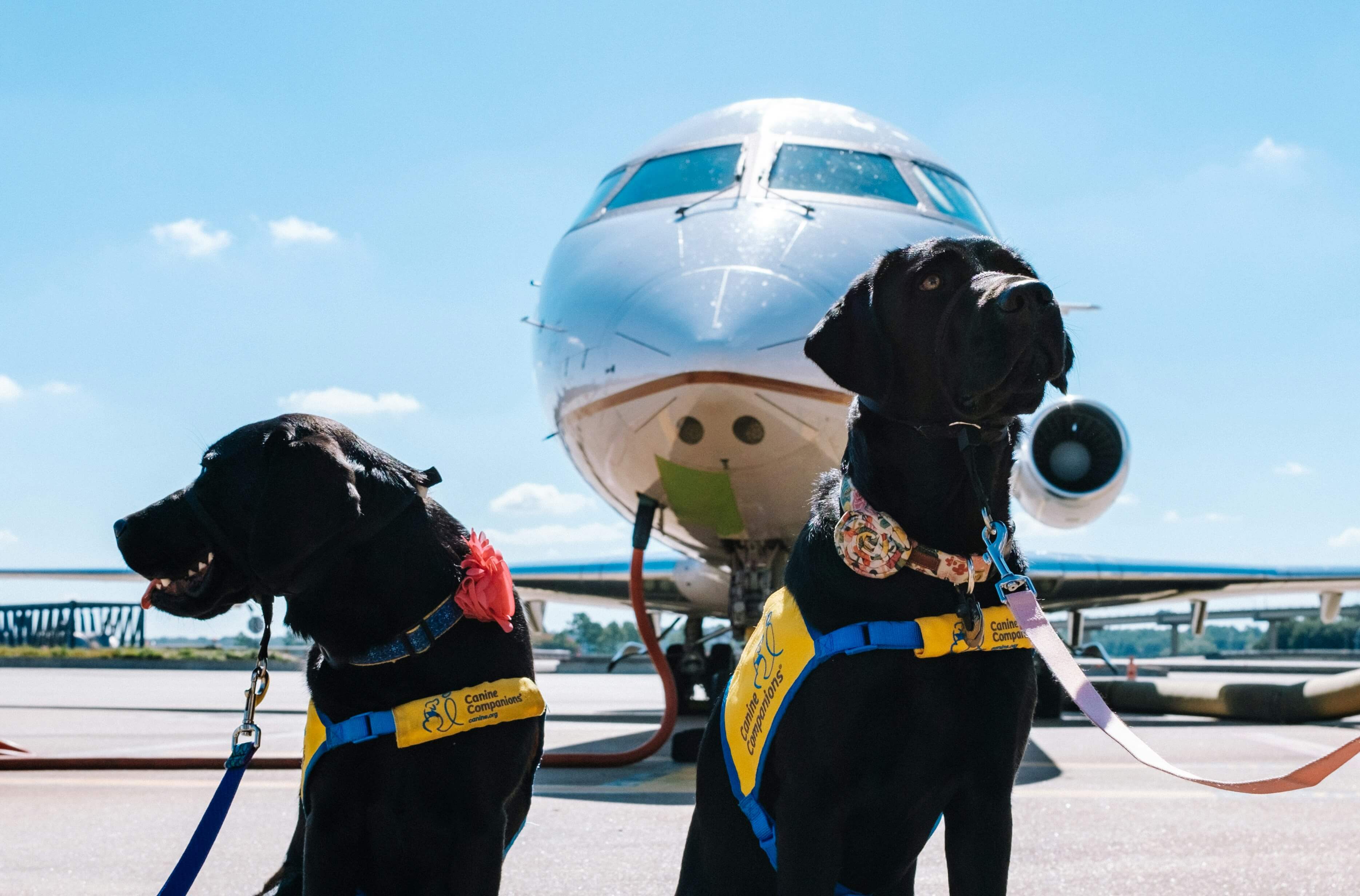 Dog relaxing on private jet